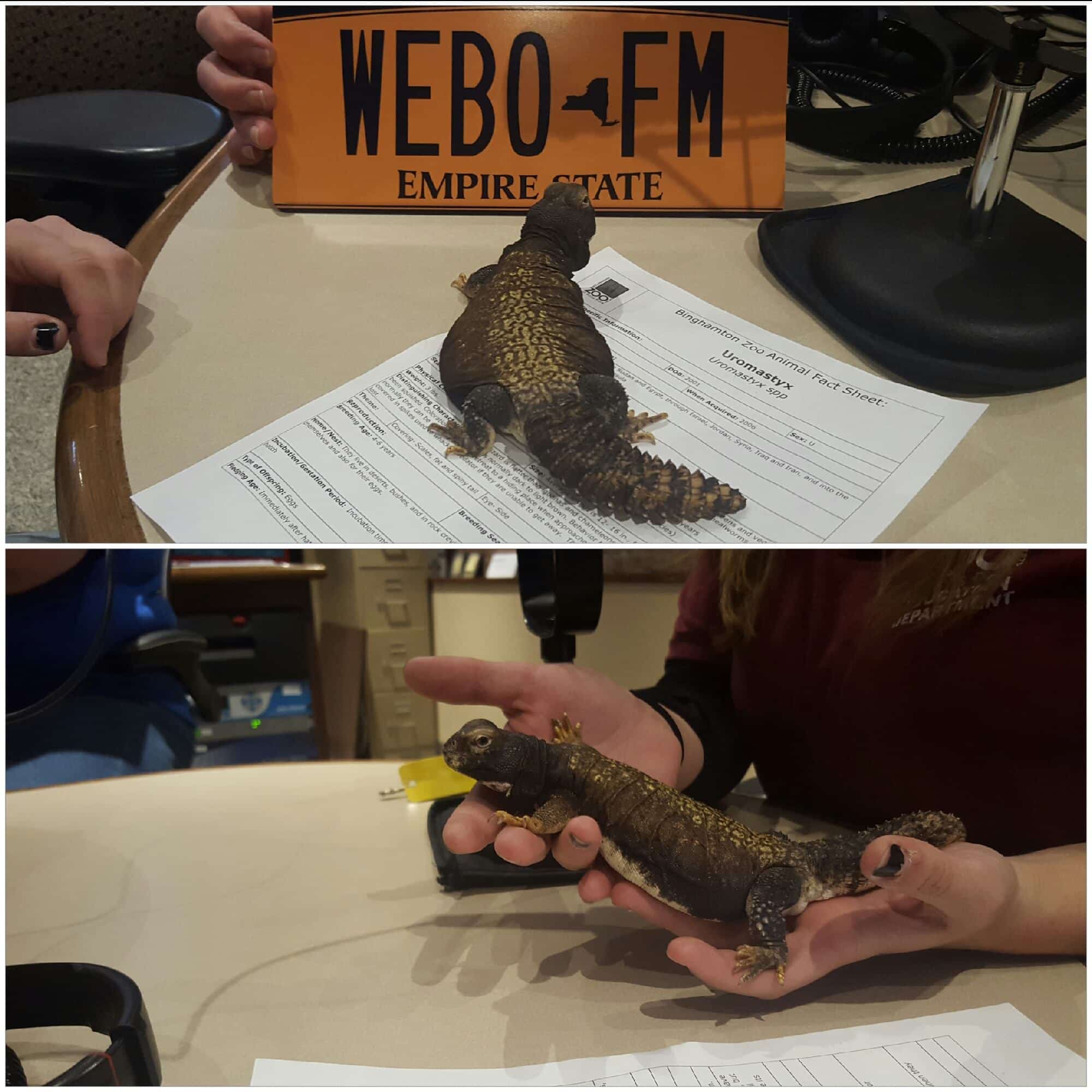 Boo at the Zoo returns to Binghamton Zoo this weekend