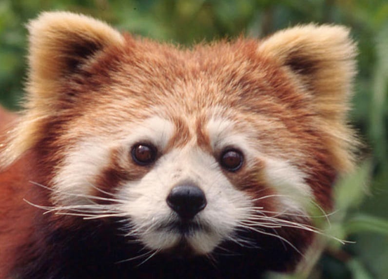 Binghamton Zoo to Honor International Red Panda Day
