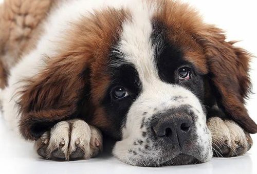 Animal Care Sanctuary celebrates 10-years of its communiy clinic in East Smithfield