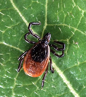 Tioga Public Health: No time for ticks in warm weather; could cause Lyme’s disease