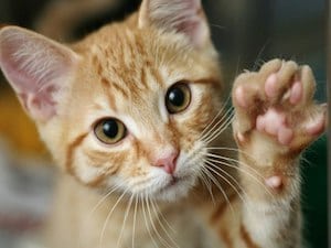 Assembly Agriculture Committee Advances Bill to Ban Declawing of Cats