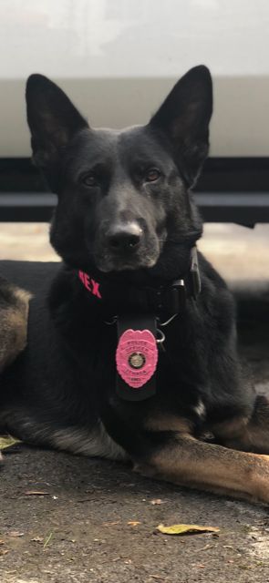 K9 Rex and Ithaca Police Wear Pink Badges in October