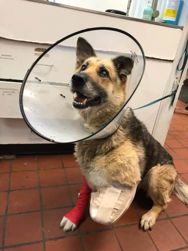 Otsego Man Arrested after Dog Located with Missing Limb