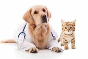 Free rabies clinic set for next week in Owego
