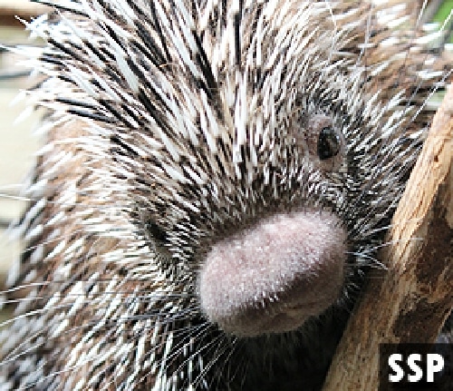 New 2020 Decade Starts New Chapter for Historic Binghamton’s Zoo