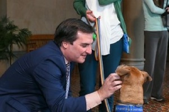 New York State Could Ban Sales of Dogs, Rabbits and Cats in Pet Stores