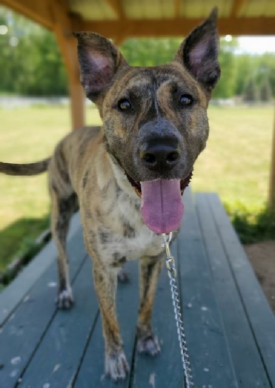 Once a Stray, ‘Big Guy’ Dane Is Looking to Be Adopted into A Energetic Home