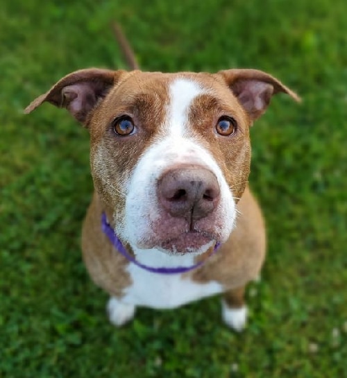 Stray Haven Adoptable Pet of the Week is Friendly, Huggable and Joyful Ruby