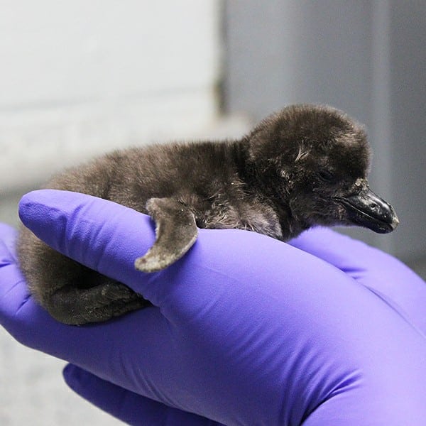 African Penguin Hatched at Ross Park Zoo; Healthy, Growing, Gaining Weight