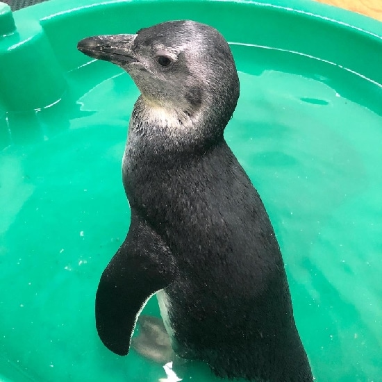 Submit Your Choice in Contest to Name Ross Park Zoo’s New African Penguin Chick