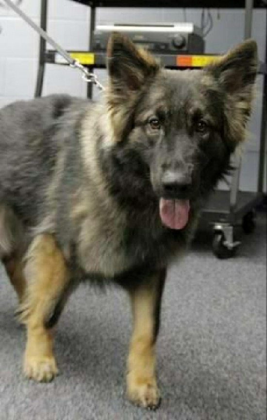 Officer K-9 Eiger Enjoys Retirement from Chemung County Sheriff’s Office