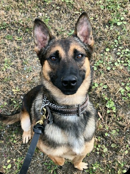 Officer K-9 Egon on the Street with Chemung County Sheriff’s Deputy Pirozzolo