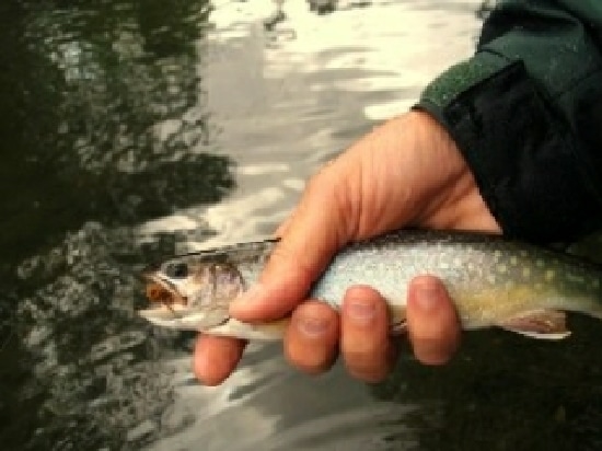 New York State trout fishing season starts Thursday; DEC stocks 1.8M catchable fish