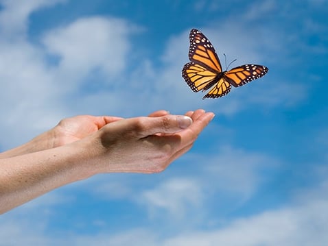 Guthrie Hospice schedules Butterfly Release Memorial Service to remember loved ones