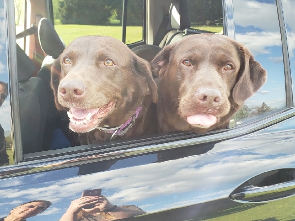 Tioga County Public Health hosts first rabies clinic of the year; 4 more clinics planned