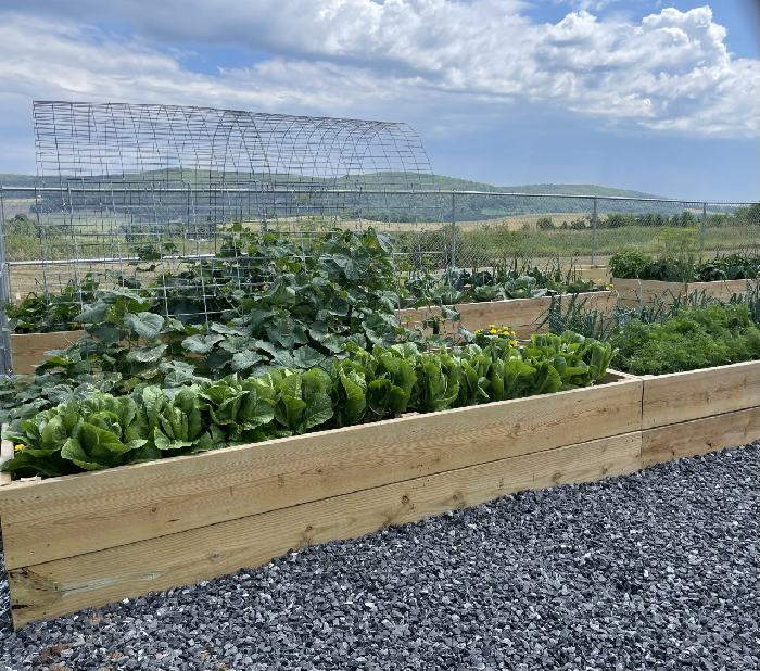 Guthrie Troy Community Hospital celebrates opening of Hilltop Garden; free vegetables