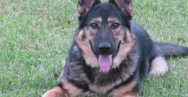 End of Watch: August 15 for K-9 Officer Tarah in Owego and Endicott police departments