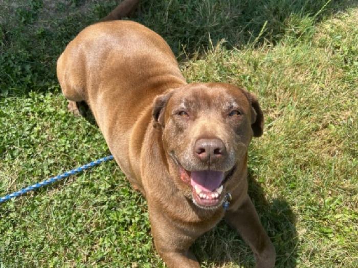 After 500 days at Animal Care Sanctuary, lab ‘Mobey’ gets an adopted home