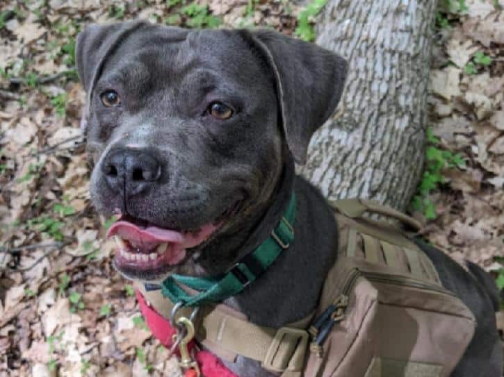 ‘Stormy’ the dog finally adopted from Animal Care Sanctuary to forever home