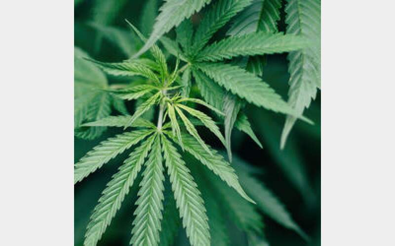 Horseheads board approves permits for cannabis businesses