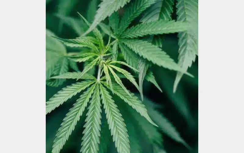 Three cannabis shops shut down in Binghamton area