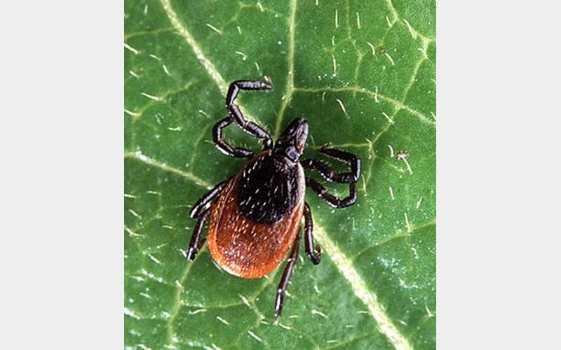 Tioga Public Health reports significant increase in tickborne illnesses