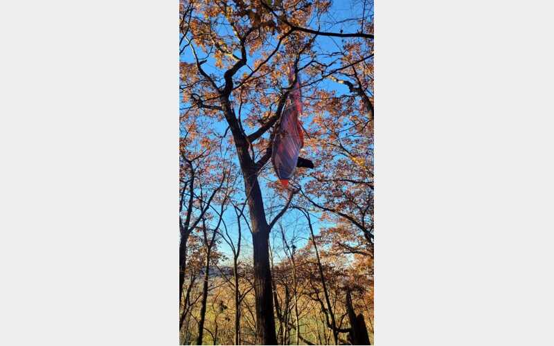 Person rescued after hang glider gets stuck in tree