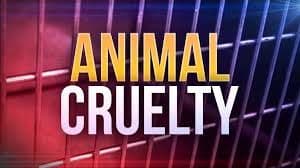 Two Norwich women arrested for animal cruelty