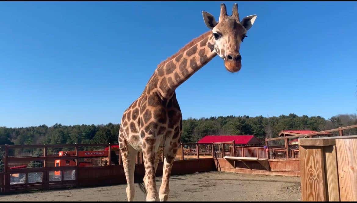 Animal Adventure Park announces death of giraffe