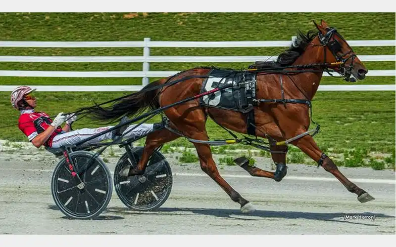Experience the thrill of Sire Stakes Harness Racing at the Tioga County Fairgrounds