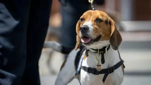 Envelopes with white powder sent to two Texas ICE offices, no public threat