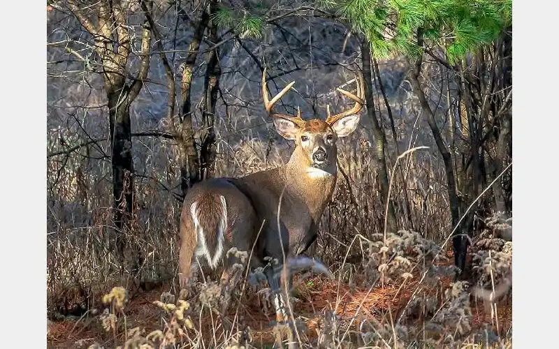 New York regular firearm hunting season kicks off Saturday