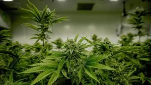 New York’s top pot regulator shoved out amid shake-up